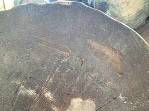 Branded Sinker Pine log
